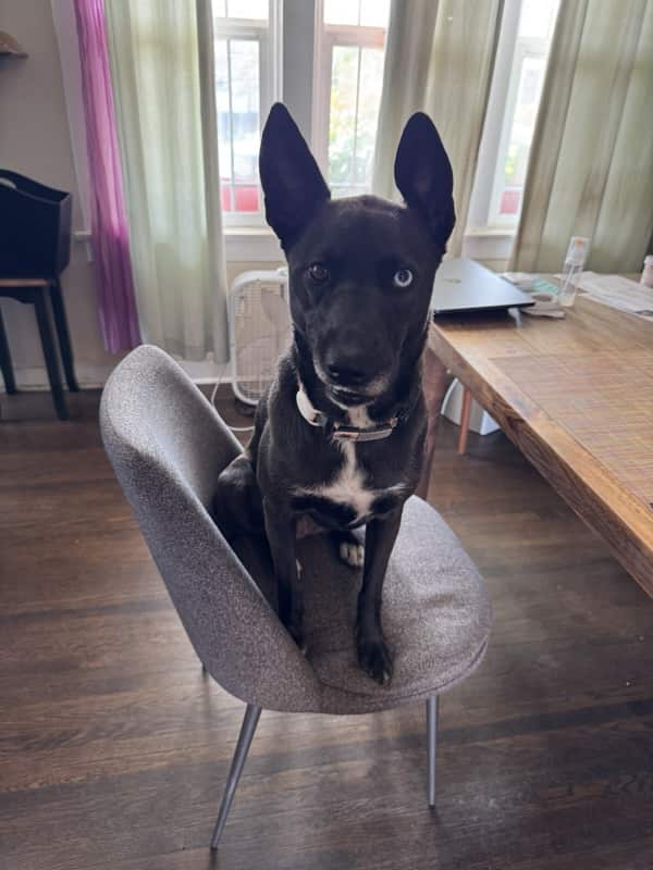 A picture of a black dog named Bowie sitting, taken on June 26 2025 at 10:50 am